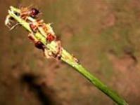 Ảnh Tinh tinh biết làm cần câu