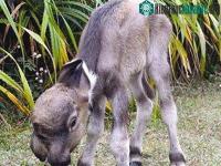 Ảnh Chuyện lạ về Trâu