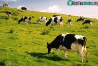 Ảnh Muốn có nhiều sữa hơn, hãy đặt tên cho bò
