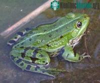 Ảnh Ếch đang đứng trên bờ tuyệt chủng
