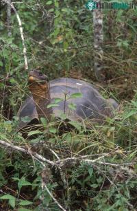 Ảnh Một số loài rùa Galapagos không tuyệt chủng mãi mãi