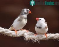 Ảnh Luyện tập và ngủ giúp chim hót hay hơn