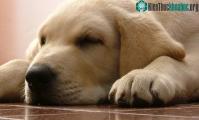 Ảnh Tại sao mũi chó luôn ẩm ướt?
