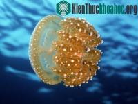Ảnh 8 dấu hiệu thiên nhiên đang 'đau nặng'