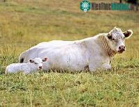 Ảnh Trâu bò luôn quay đầu về một hướng