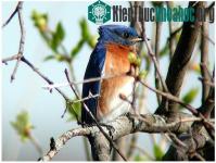 Ảnh Chim truyền thông điệp thành công trong tiếng hót