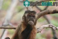 Ảnh Động vật cũng có thể hiểu và sử dụng biểu tượng