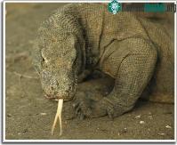 Ảnh Cú đớp của rồng Komodo yếu hơn cả... mèo nhà