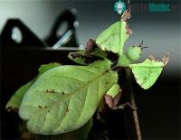 Ảnh Những kiểu trá hình tinh xảo của động vật