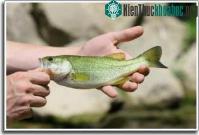 Ảnh Cá tự chuyển đổi giới tính có liên quan đến dân số và nền nông nghiệp tại lưu vực sông Potomac