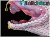 Ảnh Nọc rắn: Vũ khí tối ưu của tự nhiên