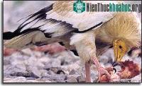 Ảnh Động vật cũng dùng thuốc kích thích