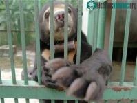 Ảnh Gấu chó đang trên bờ vực tuyệt chủng