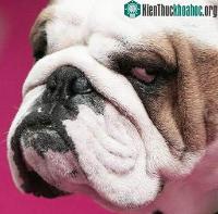 Ảnh Chó cũng biết phân loại ảnh