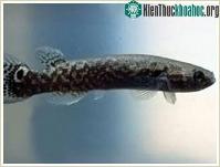 Ảnh Cá sống trên... thân cây
