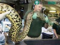 Ảnh Làm mưa nhân tạo để kích thích trăn đẻ