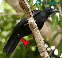 Ảnh Loài chim cũng biết sử dụng công cụ lao động