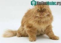 Ảnh Mèo cũng lẩm cẩm khi về già