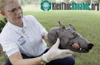 Ảnh Quái vật ở Texas có thực là Chupacabra?