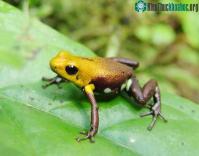 Ảnh Colombia: Phát hiện một loài ếch vàng mới