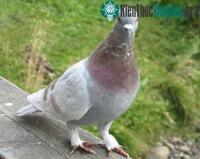 Ảnh Cầu sập vì... phân chim