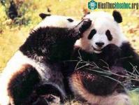 Ảnh “Thị trấn gấu trúc”