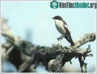 Ảnh Chim cũng biết bắt chước