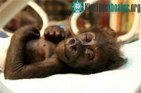 Ảnh "Bé" gorilla vào viện vì mẹ bỏ rơi