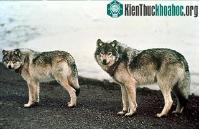 Ảnh Loài sói vùng Alaska bắt đầu tuyệt chủng từ 12,000 năm trước