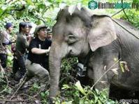 Ảnh Voi lùn đang bị đe dọa