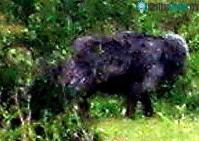 Ảnh Quái thú Dartmoor: bí ẩn đã có lời đáp