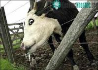 Ảnh Anh: "Lo sốt vó" vì dịch lở mồm long móng mới