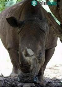 Ảnh Zambia chỉ còn 1 con tê giác trắng!