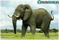 Ảnh Phát hiện mới: Voi nghe bằng.. chân!