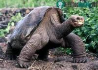 Ảnh Tìm bạn tình cho rùa già cô đơn