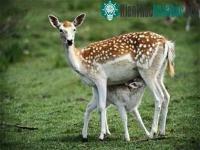 Ảnh Cha giỏi chưa chắc con đã khá