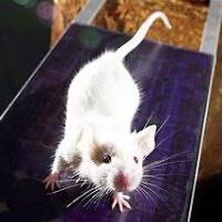 Ảnh Động vật cũng có đời sống tình cảm?