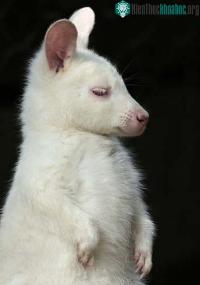 Ảnh Kangaru bạch tạng