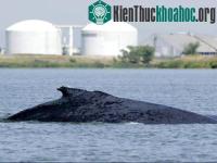 Ảnh Cá voi thoát ra biển sau nhiều ngày đi lạc