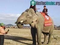 Ảnh Thụ tinh nhân tạo cho voi