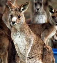 Ảnh Australia muốn diệt bớt chuột túi