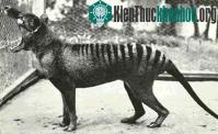 Ảnh Con Thylacine cuối cùng của thế giới