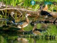 Ảnh “Chạy đua vũ trang” ở cơ quan sinh dục của vịt