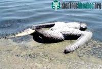 Ảnh Mỹ: Chim và động vật biển ngộ độc hàng loạt
