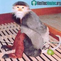 Ảnh Đà Nẵng: ưu tiên bảo tồn voọc chà vá chân nâu