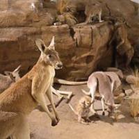 Ảnh Thuốc tránh thai cho... Kangaroo