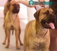 Ảnh Chó cũng ghen vì tình