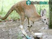Ảnh Kangaroo mang chân giả