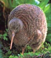 Ảnh Chim Kiwi không cánh