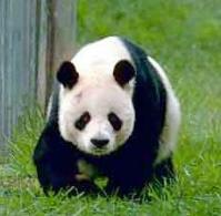 Ảnh Tuyệt chủng động thực vật: Báo động những thảm họa đối với con người